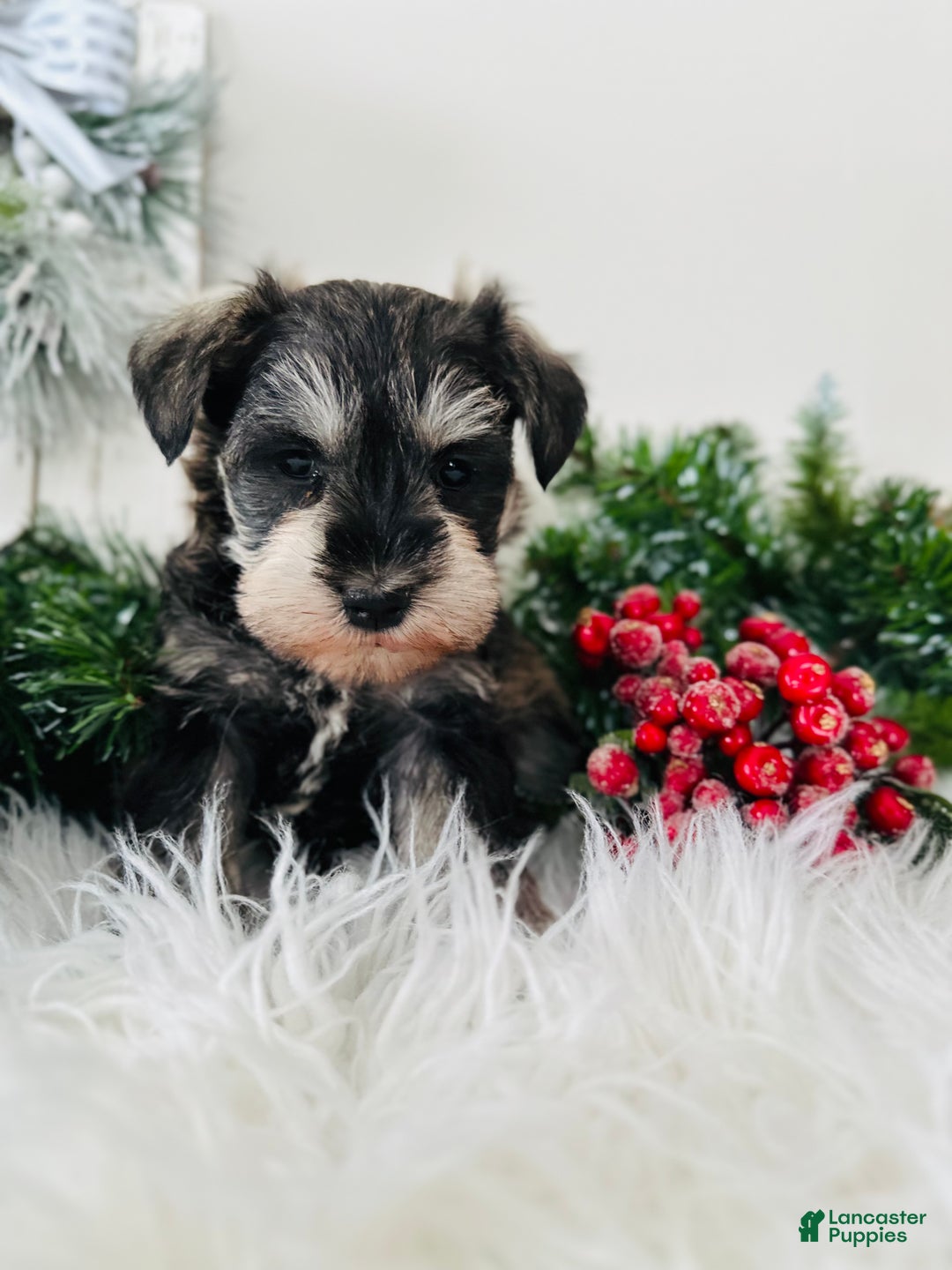 Miniature Schnauzer dogs for sale: Bandit - Ad 1