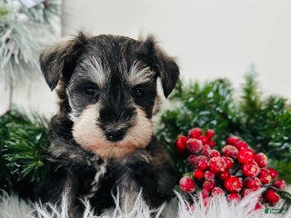 Miniature Schnauzer dogs Bandit - Ad 6