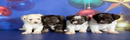 Mixed Breed dogs for sale: Biscuit - Ad 6
