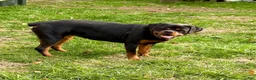 Rottweiler dogs for sale: Rottweiler Puppy 1 - Ad 3