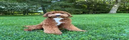 Mini Goldendoodle dogs for stud: Ford for Stud Service - Ad 3