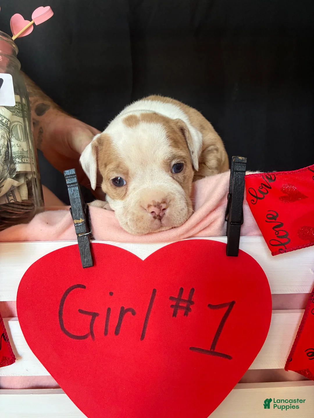 Olde English Bulldogge dogs for sale: Olde English Bulldogge Puppy 7 - Ad 7