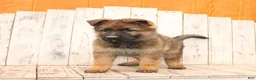 German Shepherd dogs for sale: Daisy - Ad 4