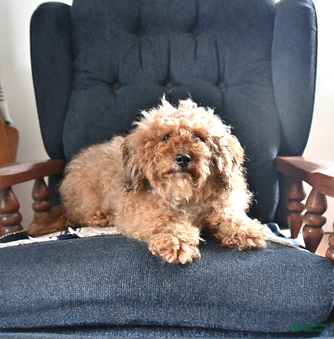 Pomapoo dogs for sale: Freddy - Ad 7