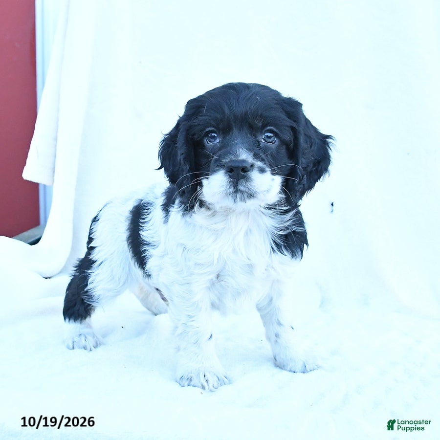 English Cocker Spaniel dogs for sale: Milo - Ad 2