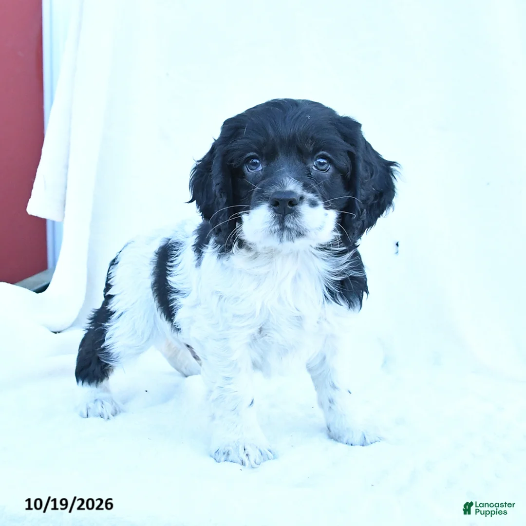 English Cocker Spaniel dogs for sale: Milo - Ad 2