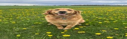 Golden Retriever dogs for sale: Green Boy - Ad 7