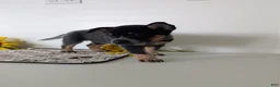 Australian Cattle Dog dogs for sale: Piper  - Ad 15