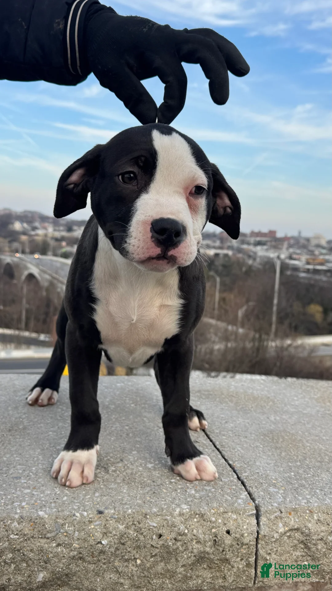 American Bully dogs for sale: Sage - Ad 6