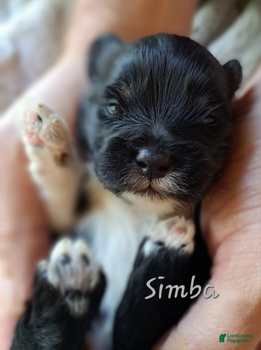 Lhasa Apso dogs for sale: Simba - Ad 1