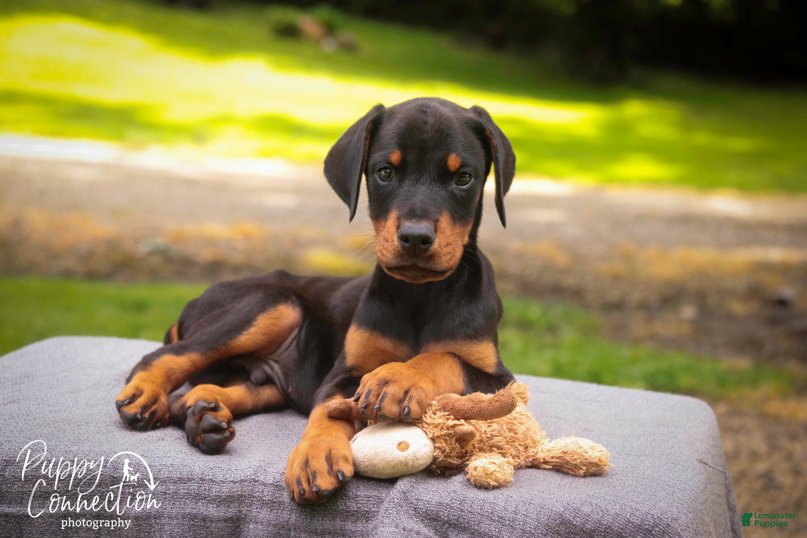 Doberman Pinscher dogs Griffin - Ad 1