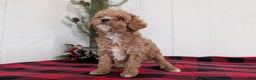 Cavapoo dogs for sale: Dakota  - Ad 8