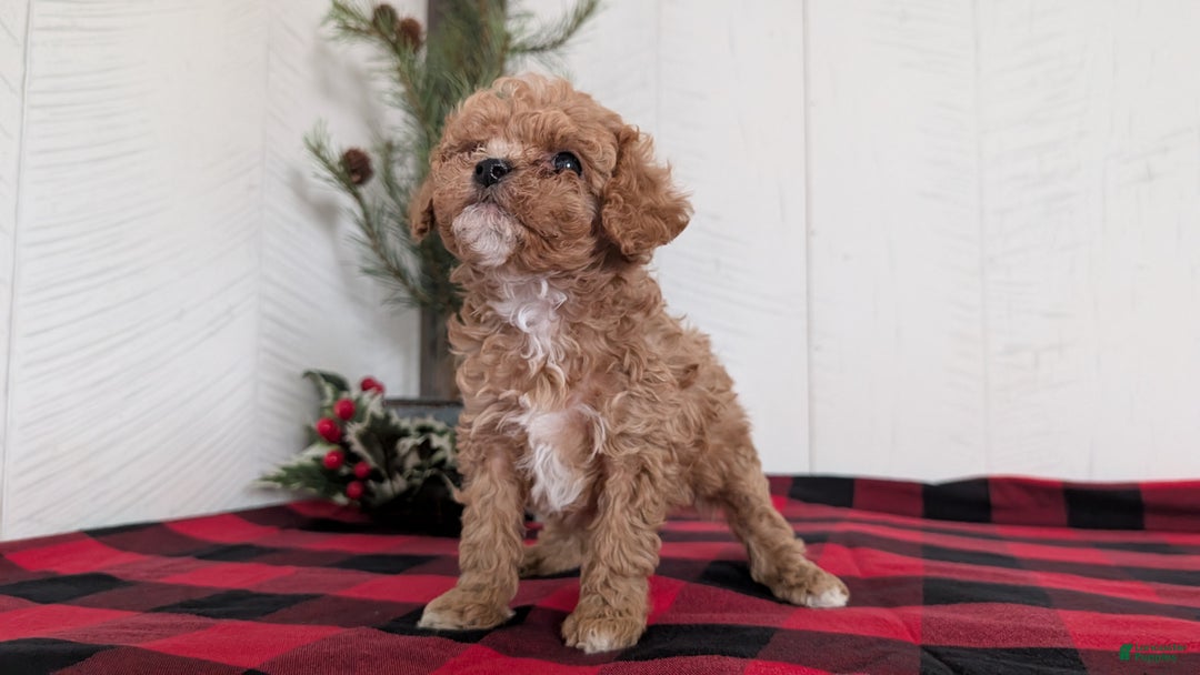 Cavapoo dogs for sale: Dakota  - Ad 8