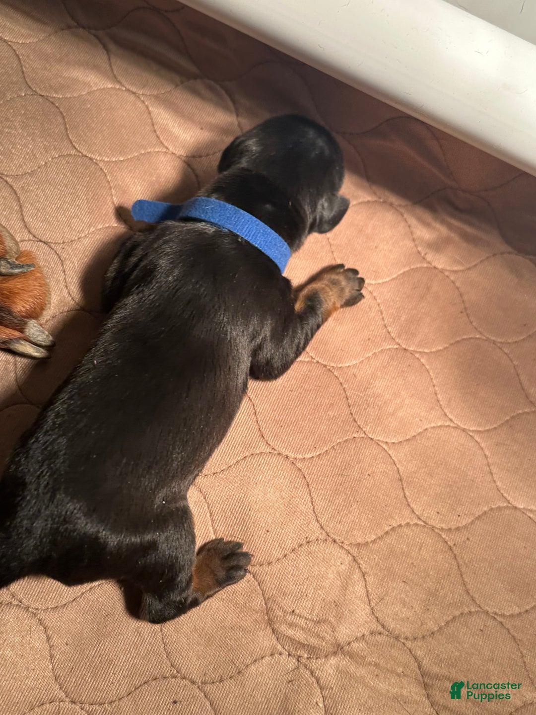 Doberman Pinscher dogs for sale: Doberman Pinscher Puppy 2 - Ad 1