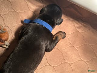Doberman Pinscher dogs Doberman Pinscher Puppy 2 - Ad 36