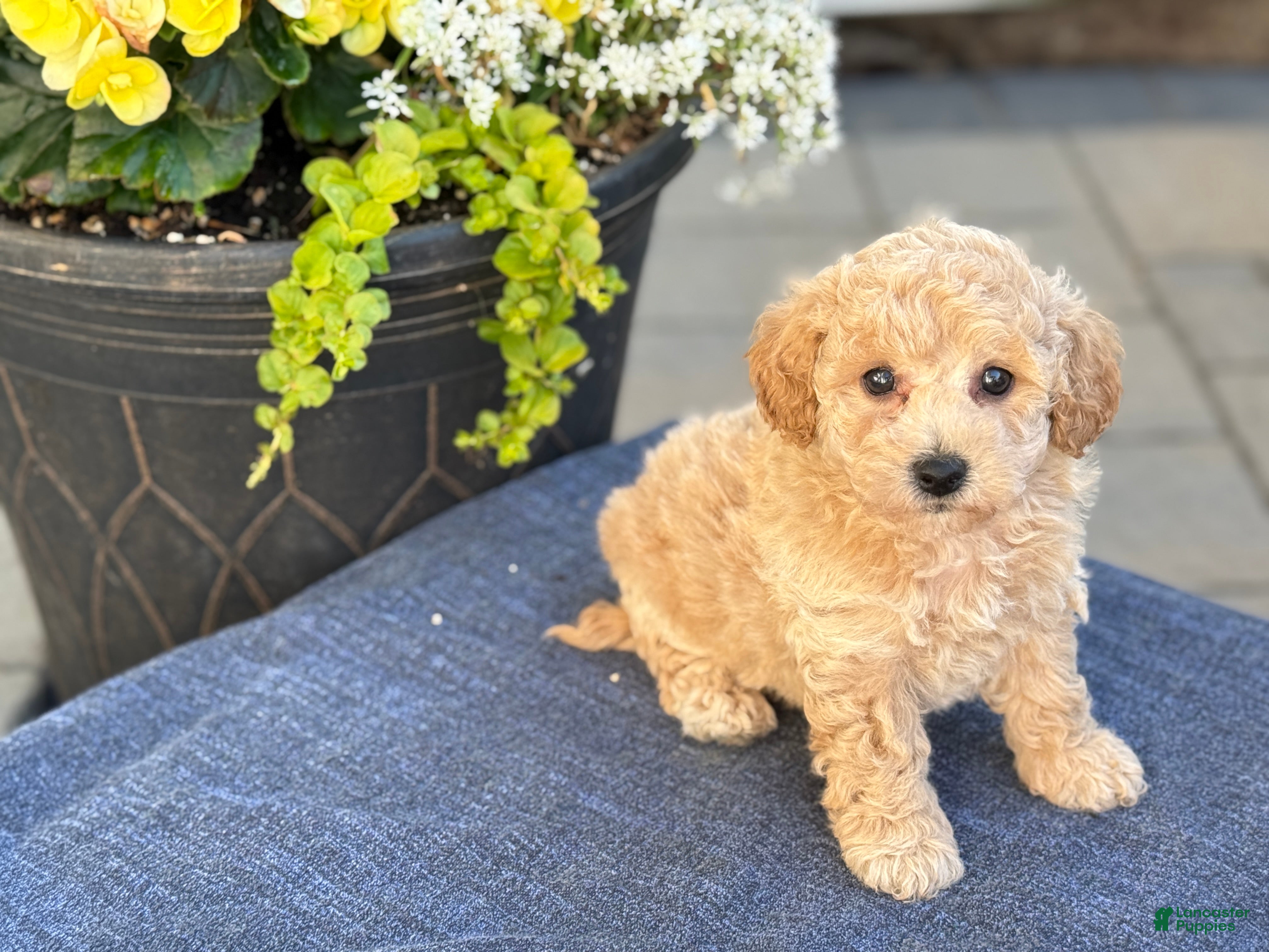 Bichpoo dogs for sale: Finn - Ad 12