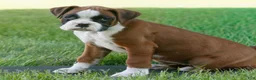 Boxer dogs for sale: Clara  - Ad 2