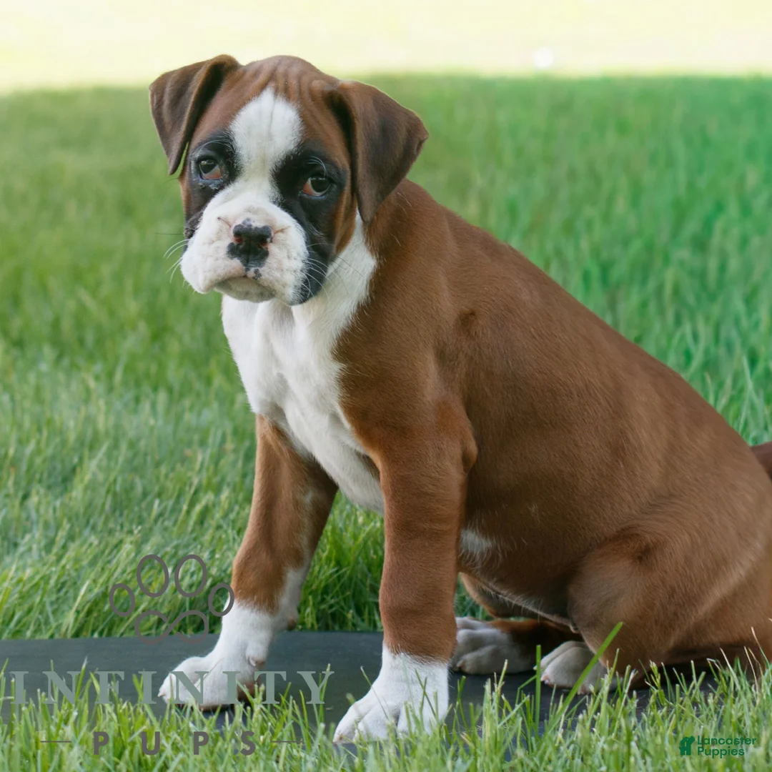 Boxer dogs for sale: Clara  - Ad 2
