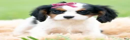 Cavalier King Charles Spaniel dogs for sale: Missy - Ad 1