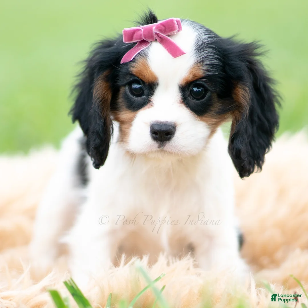 Cavalier King Charles Spaniel dogs for sale: Missy - Ad 1