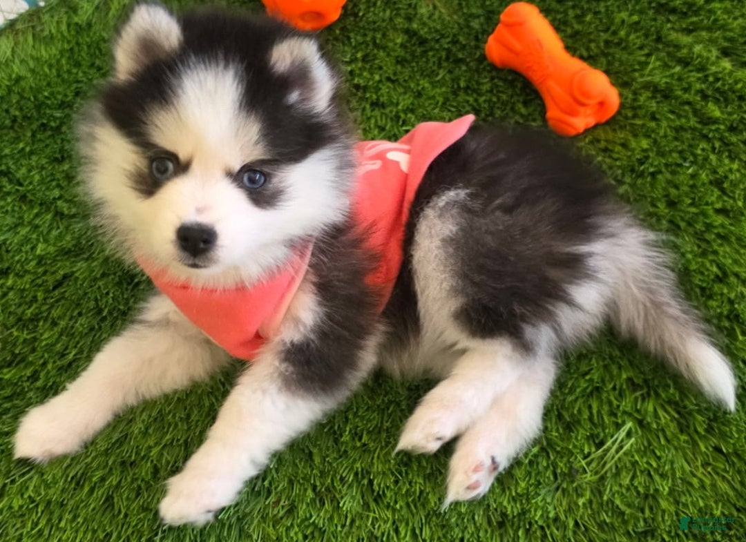 Gallery Image {{count}}