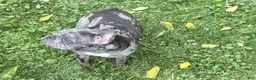 French Bulldog dogs for sale: French Bulldog 4 - Ad 5