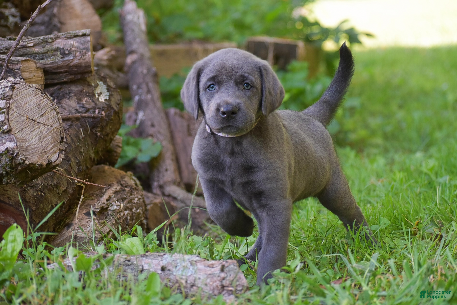 Labrador Retriever dogs Sky - Ad 1
