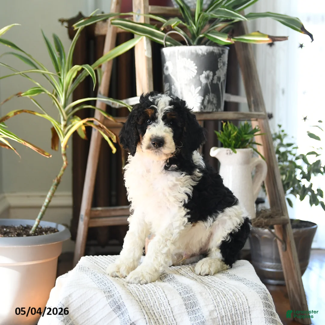 Standard Poodle dogs for sale: Donald - Ad 5