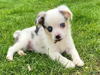 Mixed Breed dogs Max - Ad 36