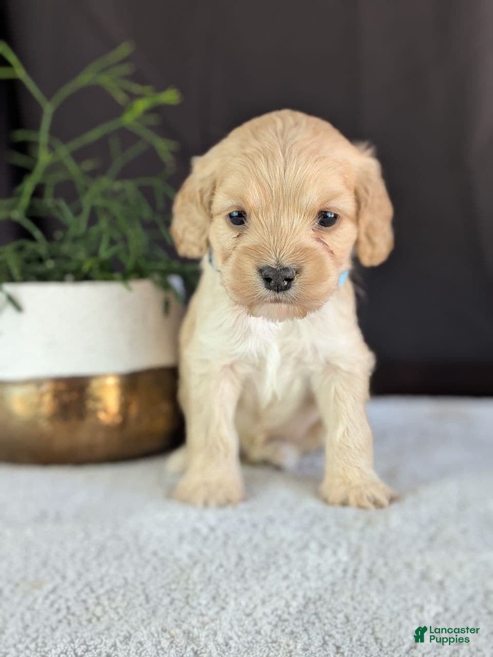 Cockapoo dogs Archie - Ad 2