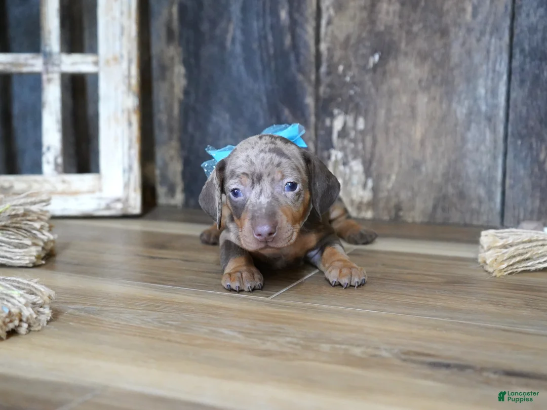 Miniature Dachshund dogs for sale: Ash - Ad 2