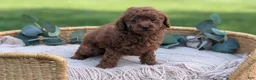 Toy Poodle dogs for sale: Chloe - Ad 9