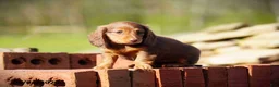 Miniature Dachshund dogs for sale: Darla - Ad 2