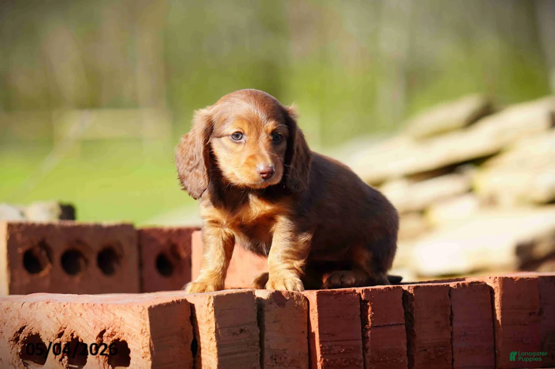 Miniature Dachshund dogs for sale: Darla - Ad 2