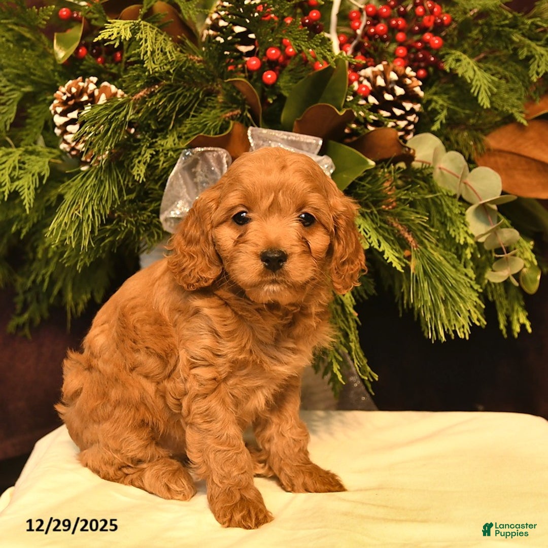 Cockapoo dogs for sale: Ivory - Ad 1