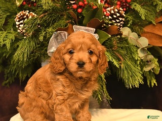 Cockapoo dogs Ivory - Ad 37