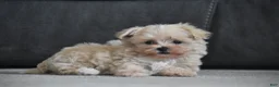 Maltipoo dogs for sale: Leo - Ad 5