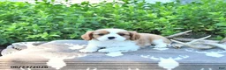 Cavalier King Charles Spaniel dogs for sale: Jace - Ad 2