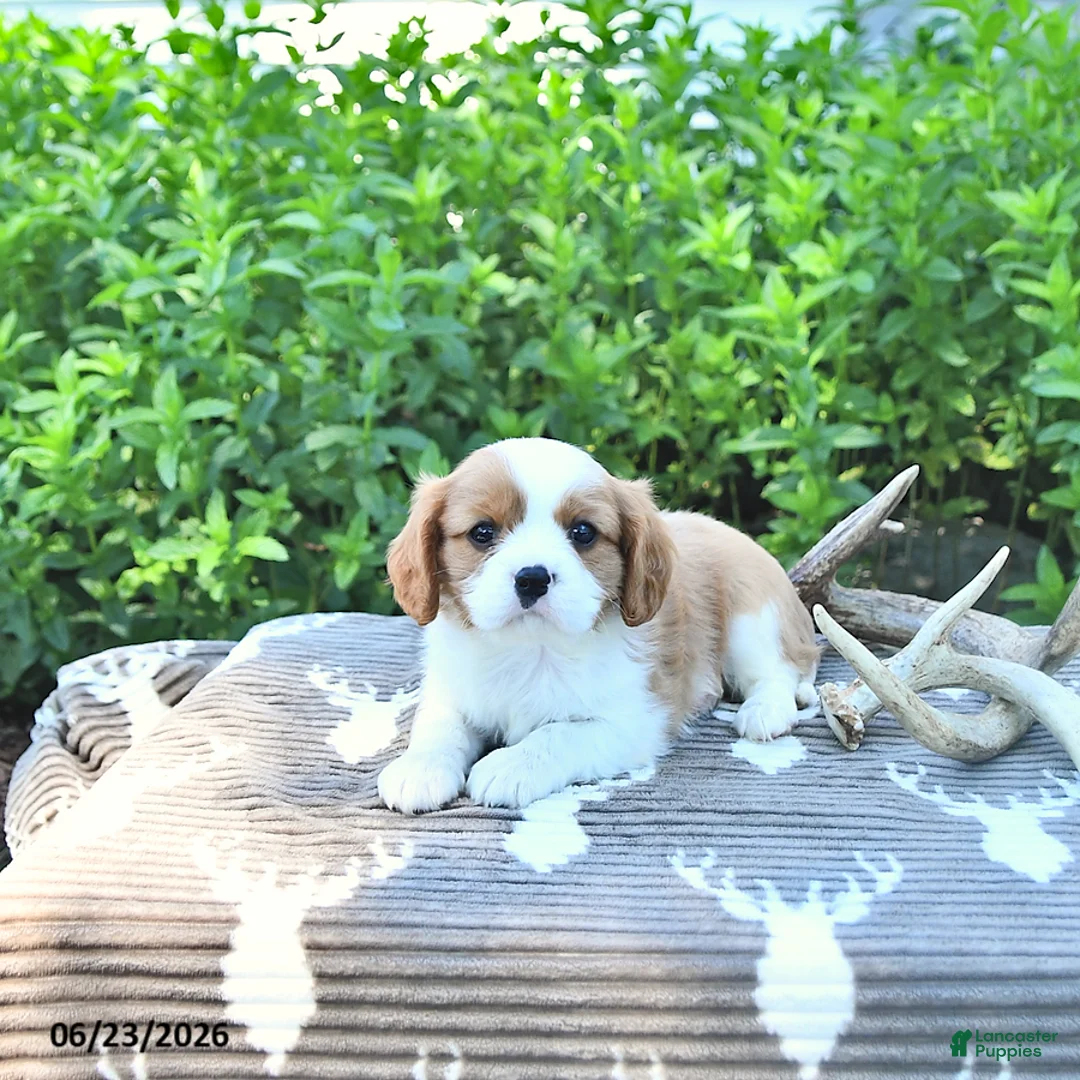 Cavalier King Charles Spaniel dogs for sale: Jace - Ad 2