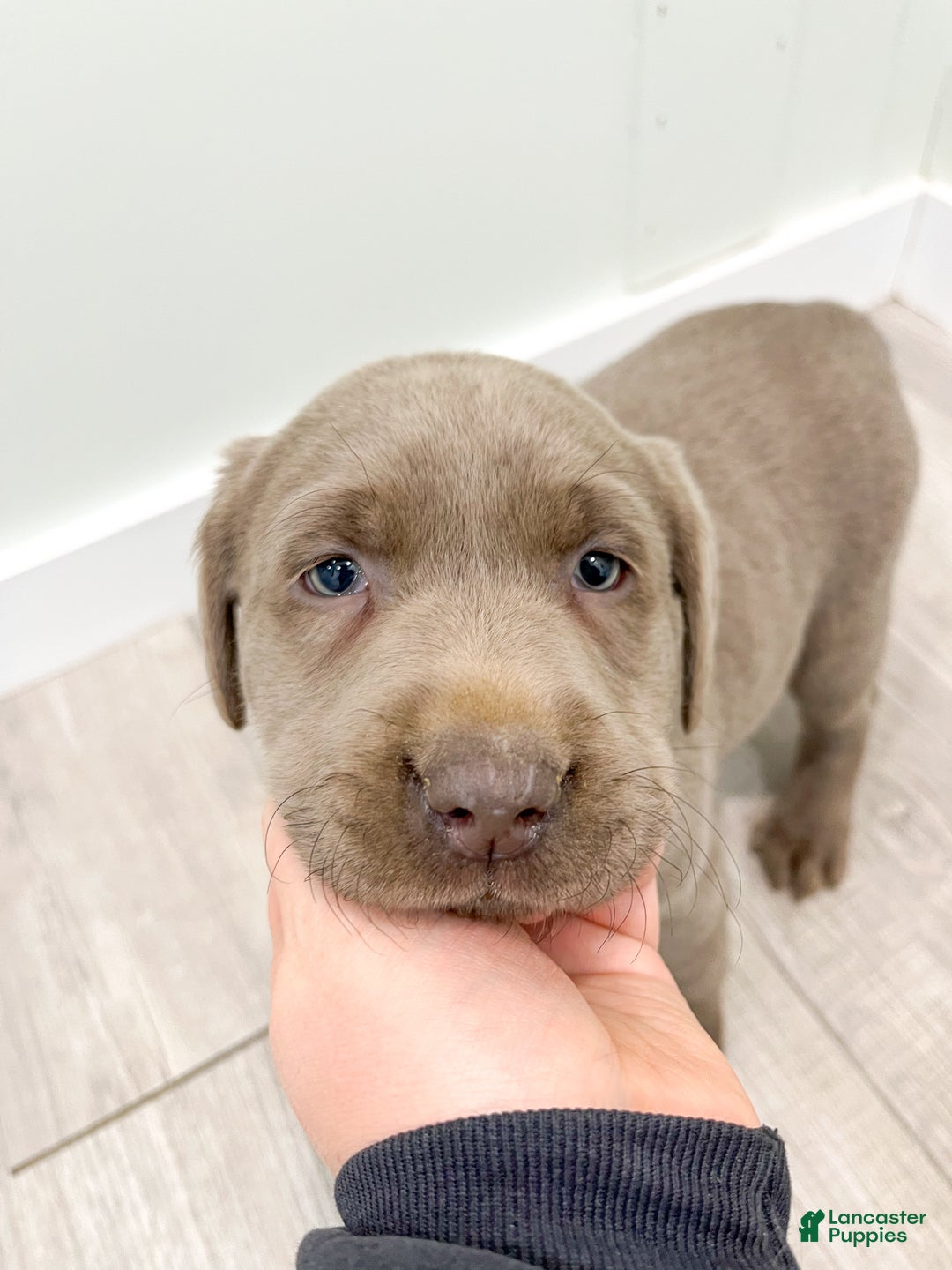 Labrador Retriever dogs for sale: Stormy - Ad 6
