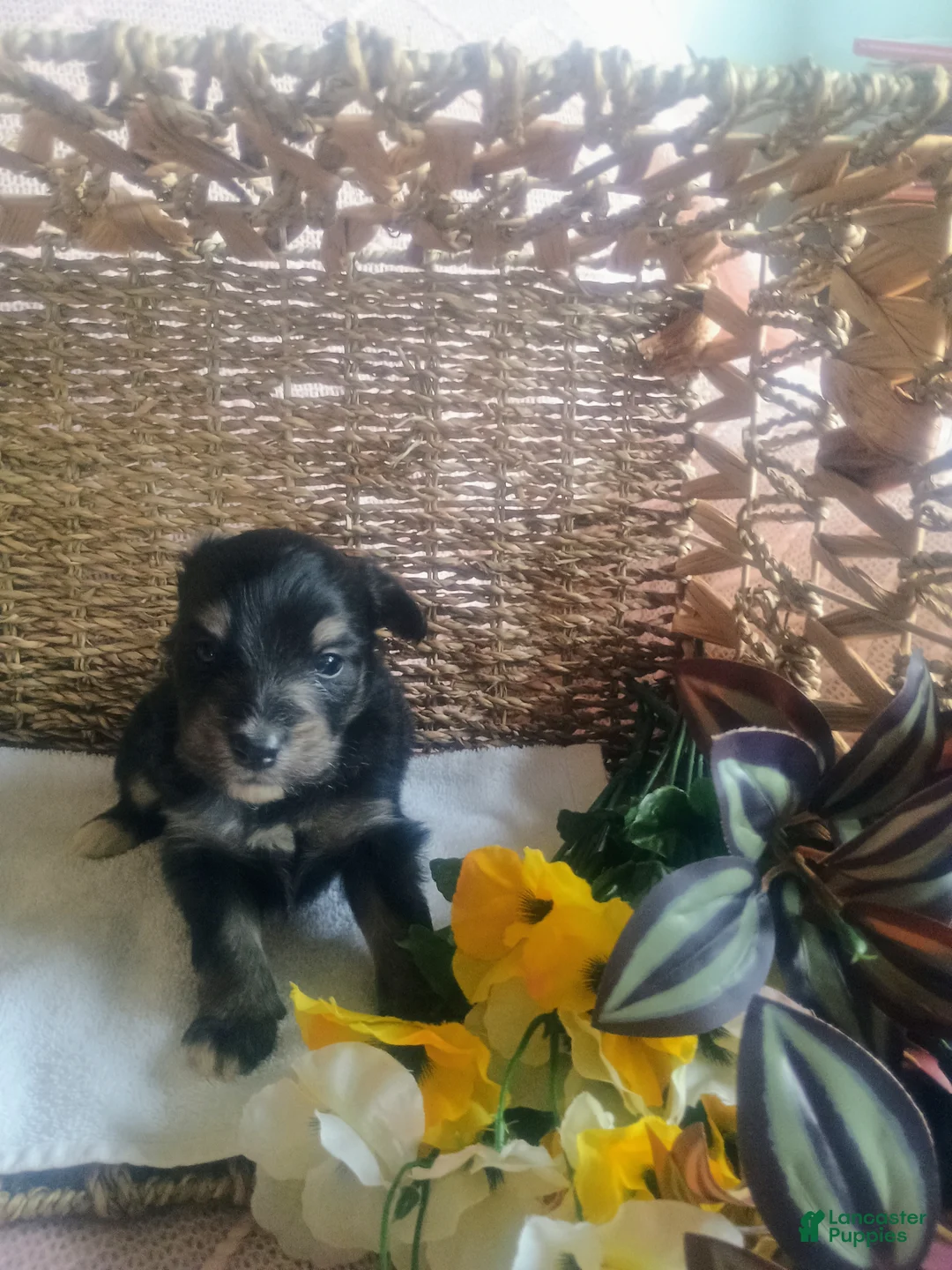 Mixed Breed dogs for sale: Mixed Breed Puppy 5 - Ad 1