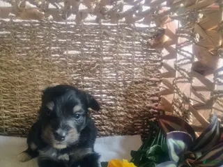 Mixed Breed dogs Mixed Breed Puppy 5 - Ad 35