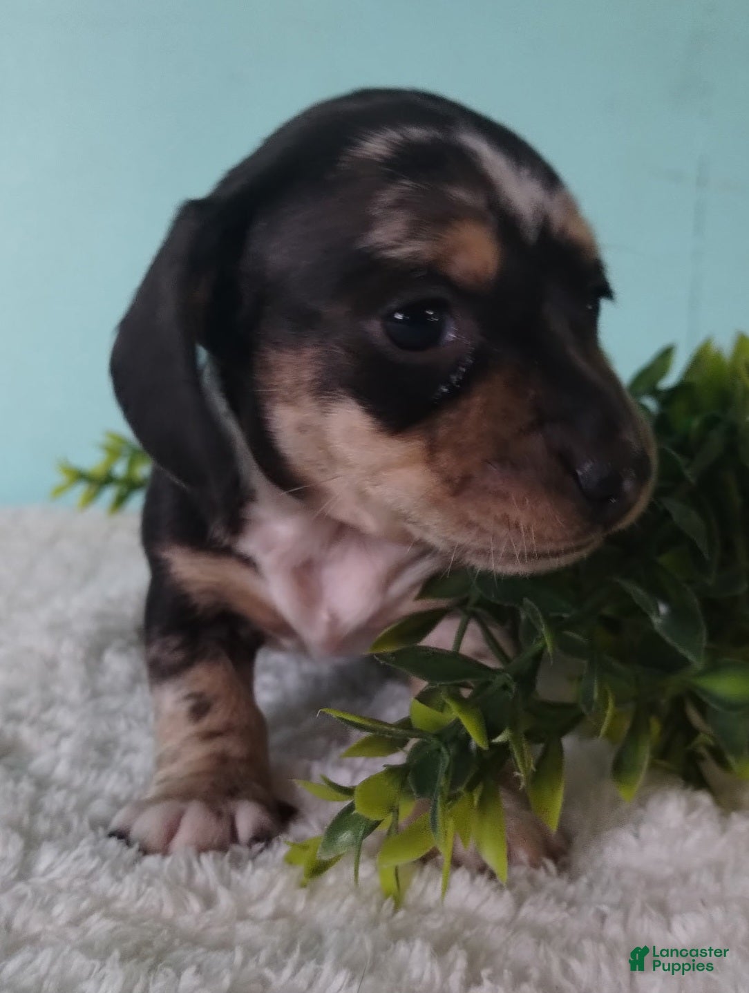 Miniature Dachshund dogs Flora - Ad 31