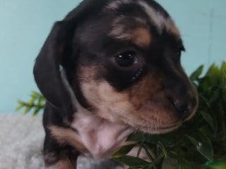 Miniature Dachshund dogs Flora - Ad 31