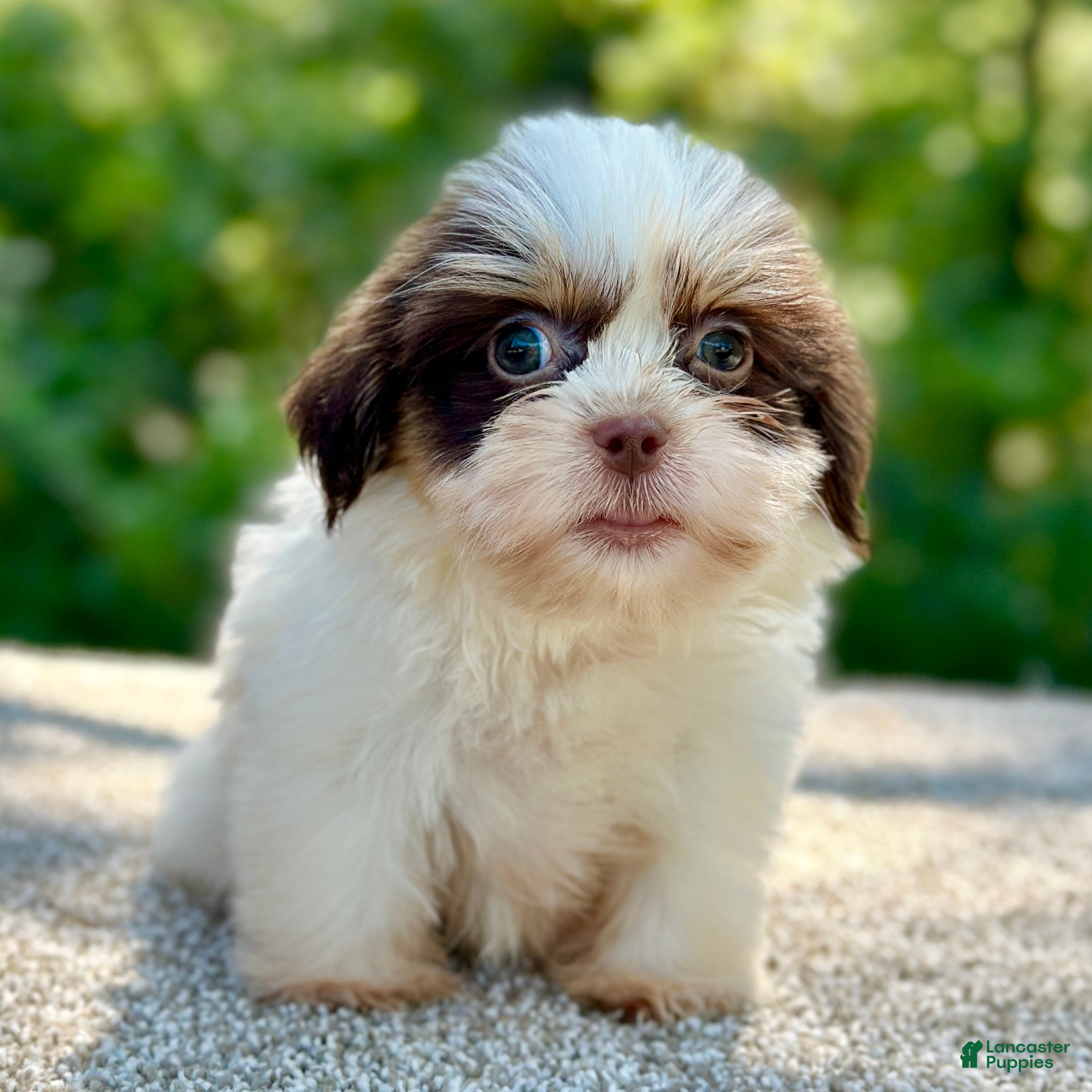 Tzu Colors Standard Type Shih Tzu Shih Tzu Puppies For Sale