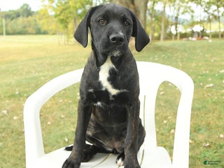 Mixed Breed dogs - Ad 17