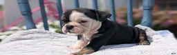 English Bulldog dogs for sale: Zoey - Ad 8