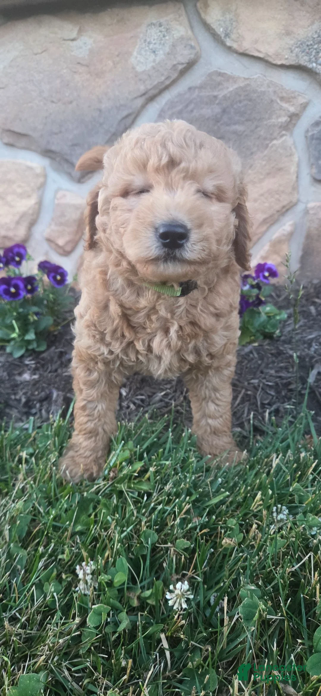 Goldendoodle dogs for sale: GOLDIE - Ad 1