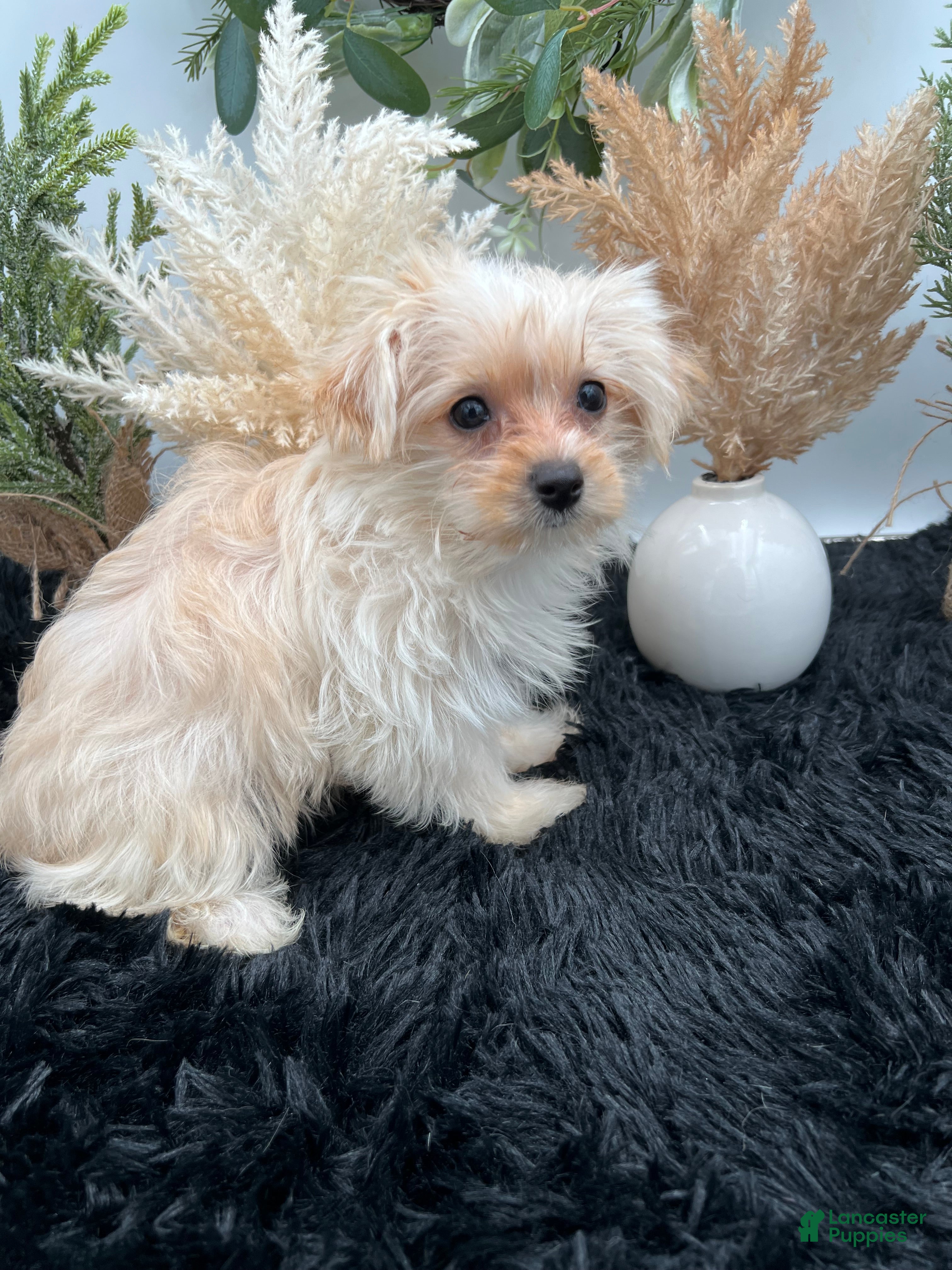 Yorkshire Terrier dogs Ellie the rare Golddust Yorkie $2500 - Ad 1