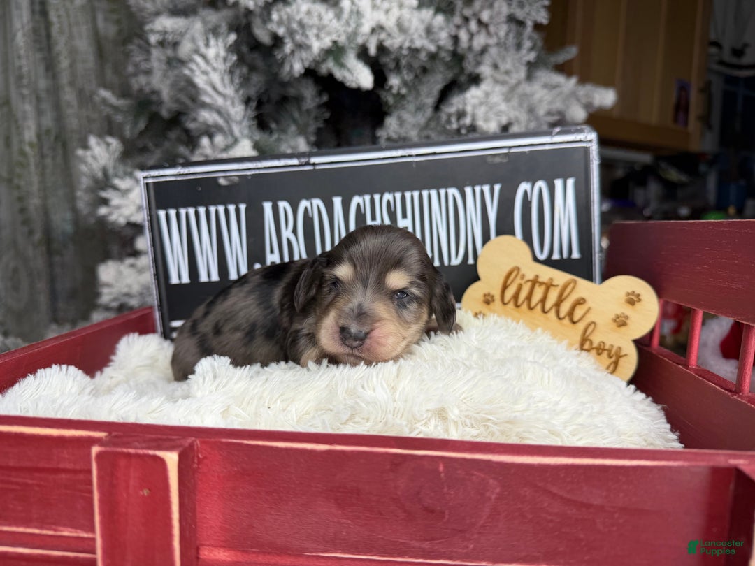 Miniature Dachshund dogs for sale: Black and cream dapple - Ad 5